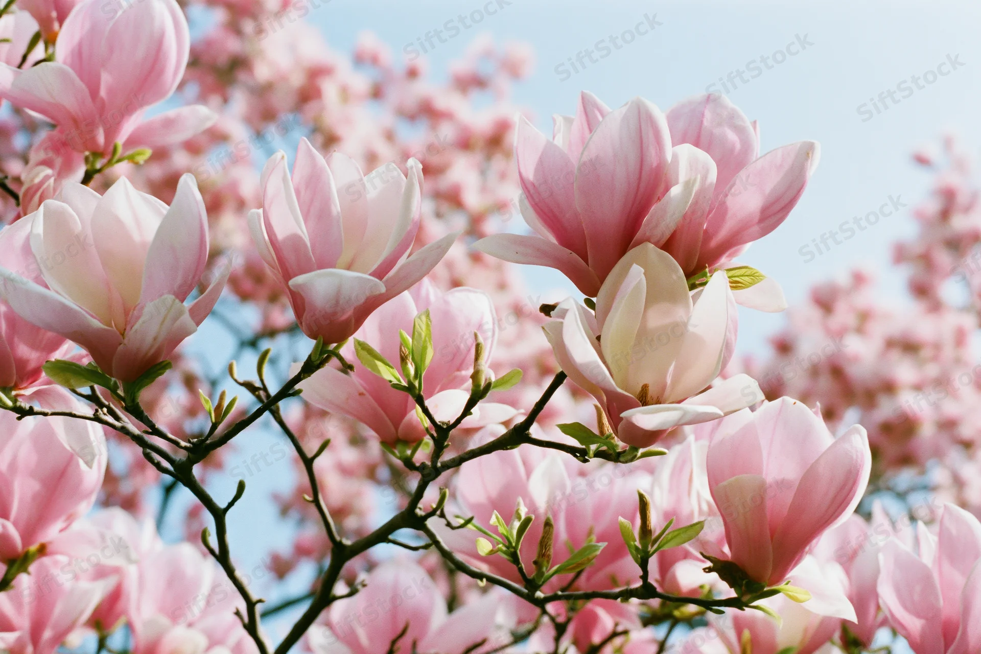 Magnolia tree branches covered in fully open pink blossoms against a clear blue sky