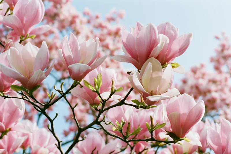 Magnolia tree branches covered in fully open pink blossoms against a clear blue sky