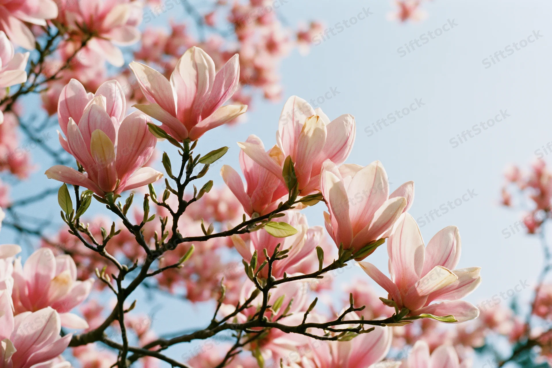 Magnolia tree branches with fully open pink blossoms against a clear blue sky