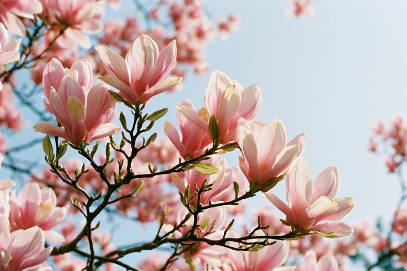 Magnolia tree branches with fully open pink blossoms against a clear blue sky