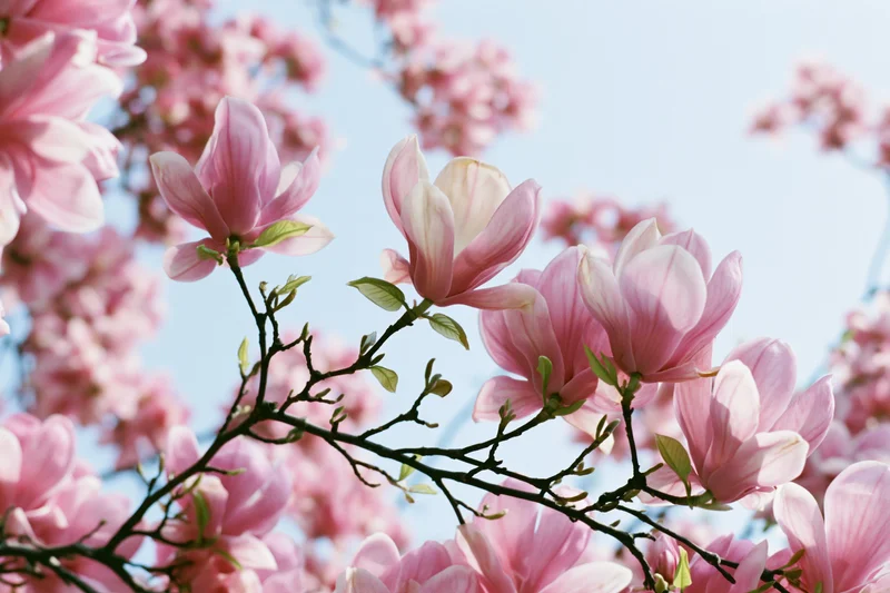 Magnolia tree branches with fully open pink blossoms against a clear blue sky
