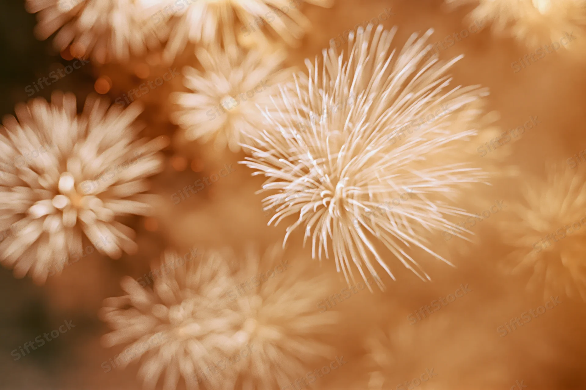 Fireworks bursting in golden light across a dark sky with bokeh effect