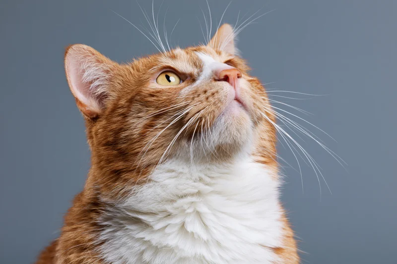Orange and white tabby cat looking upward with alert curiosity against gray background