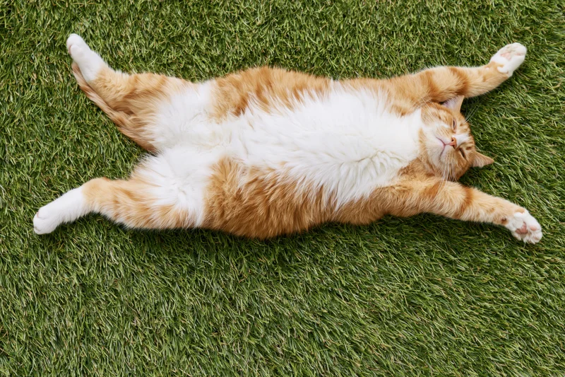 Orange and white tabby cat lying on its back fully stretched on green grass