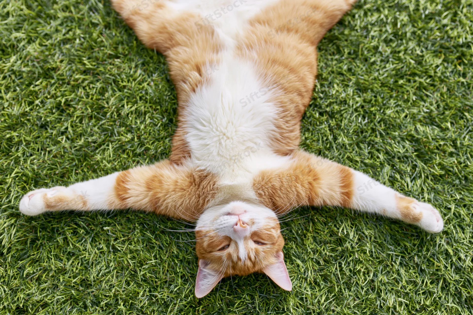 Orange and white tabby cat lying on its back fully stretched on green grass
