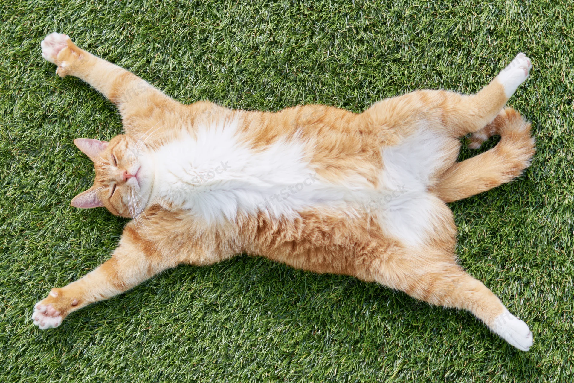 Orange and white tabby cat lying on its back stretched out on green grass