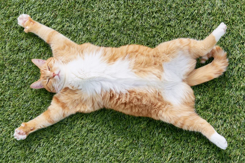 Orange and white tabby cat lying on its back stretched out on green grass