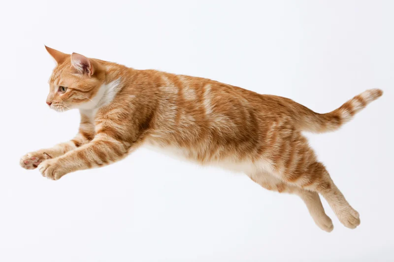 Orange tabby cat mid-leap with front paws extended against white background