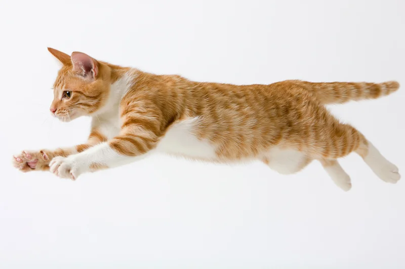 Orange tabby cat mid-leap with front paws extended forward against white background