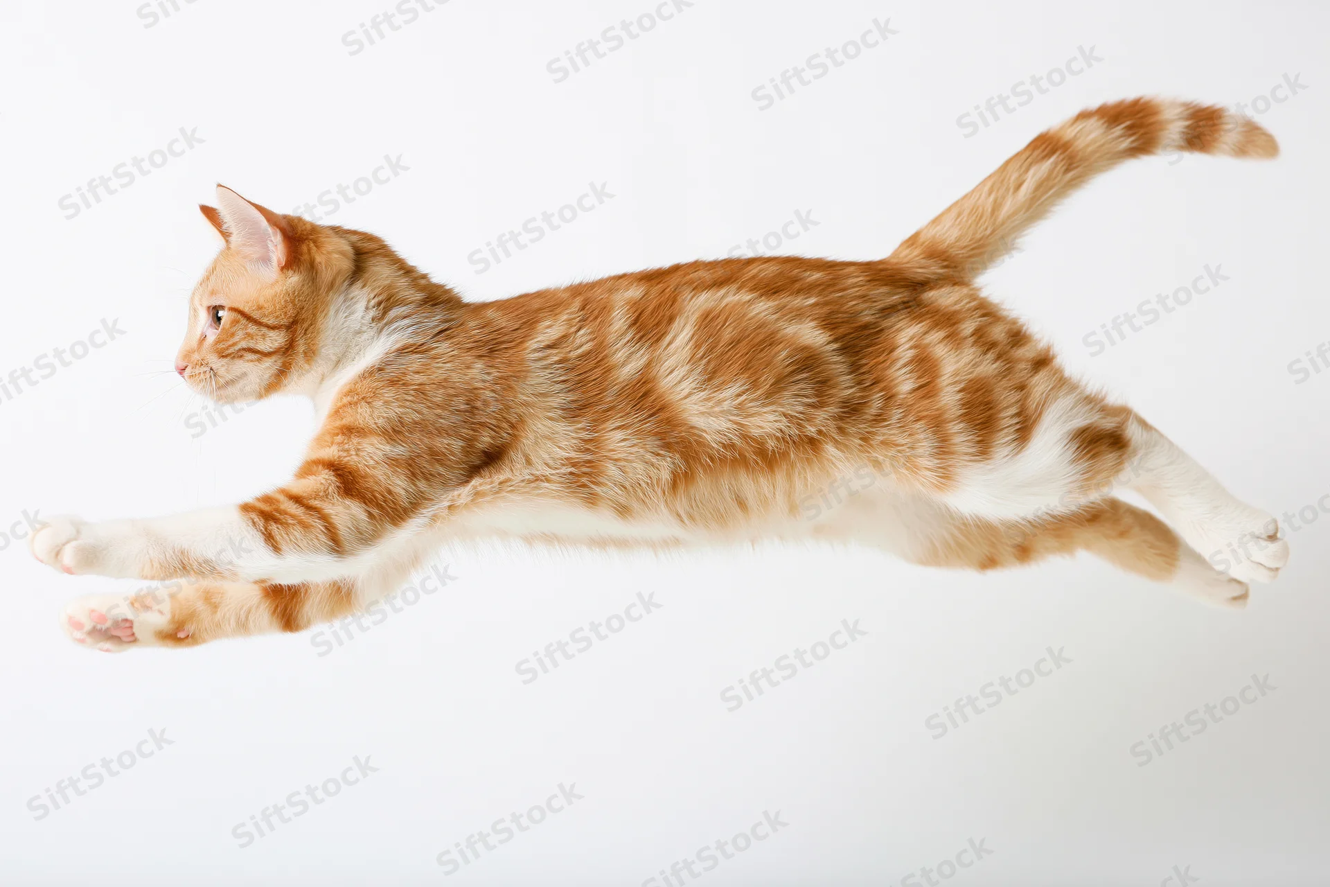 Orange tabby cat mid-leap with front paws extended against white background