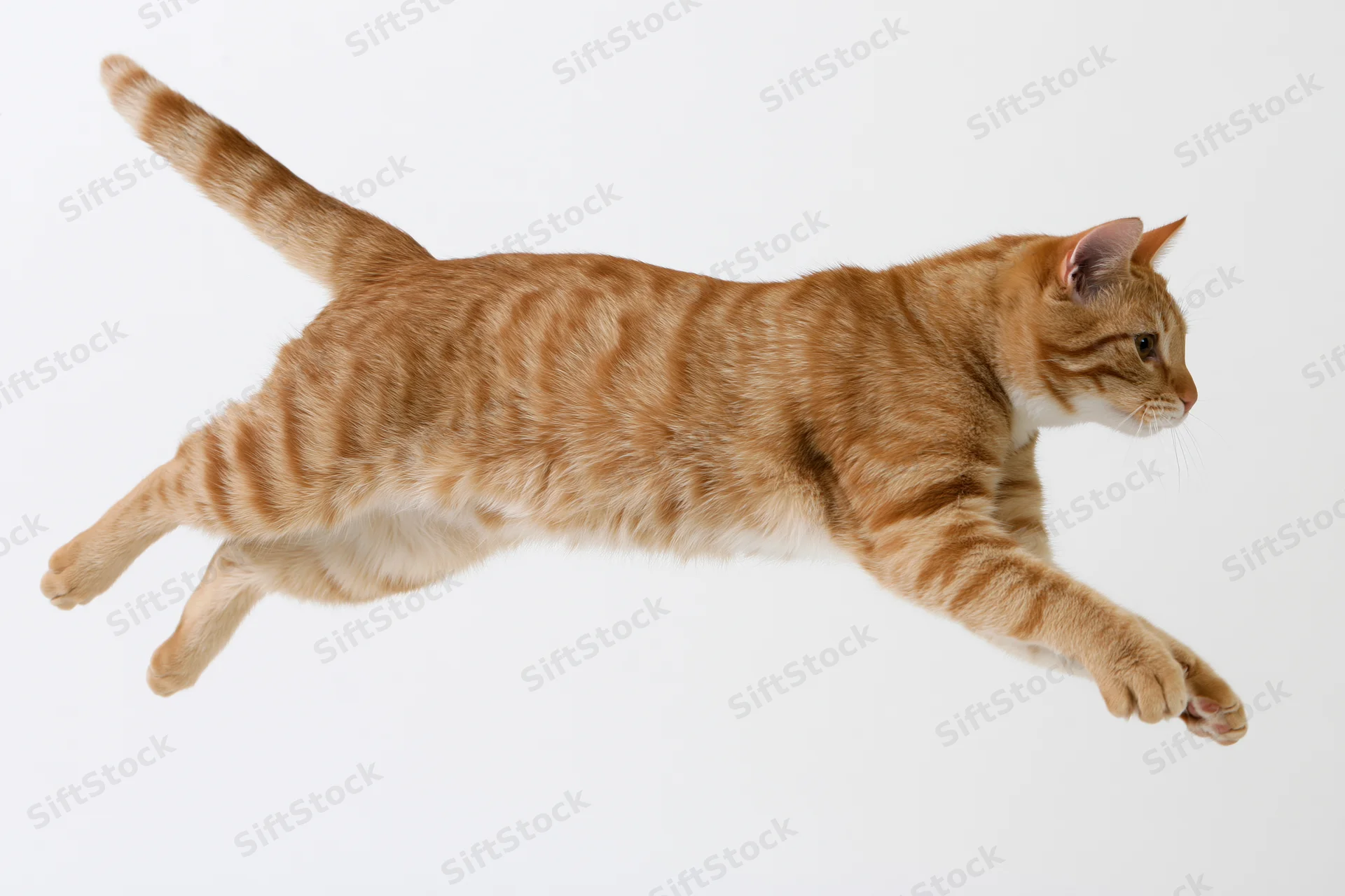 Orange tabby cat mid-leap with front paws extended against white background