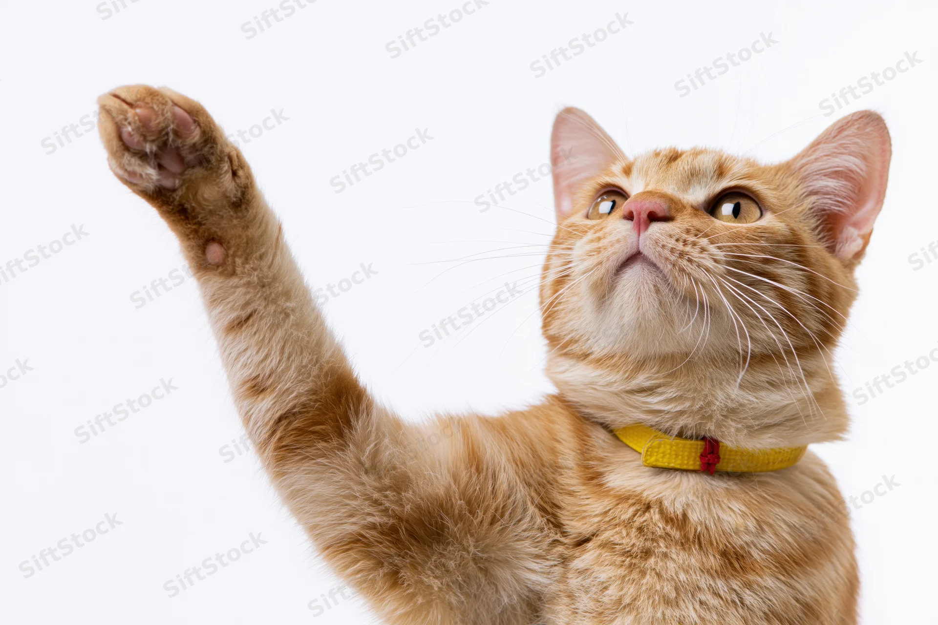 Orange tabby cat raising front paw upward while looking up against white background