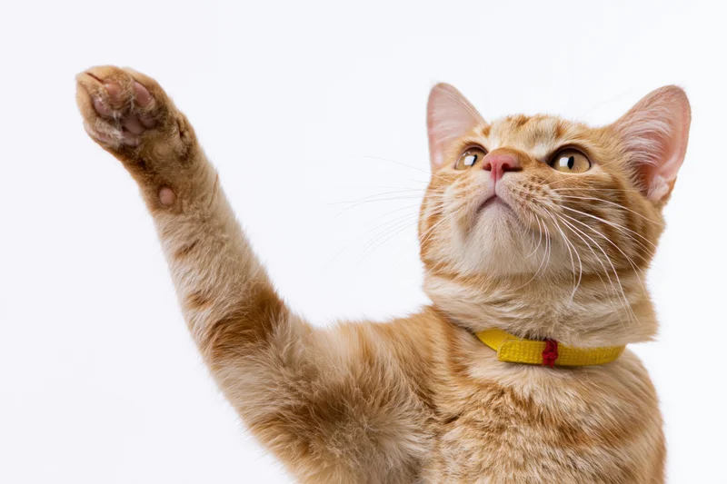 Orange tabby cat raising front paw upward while looking up against white background