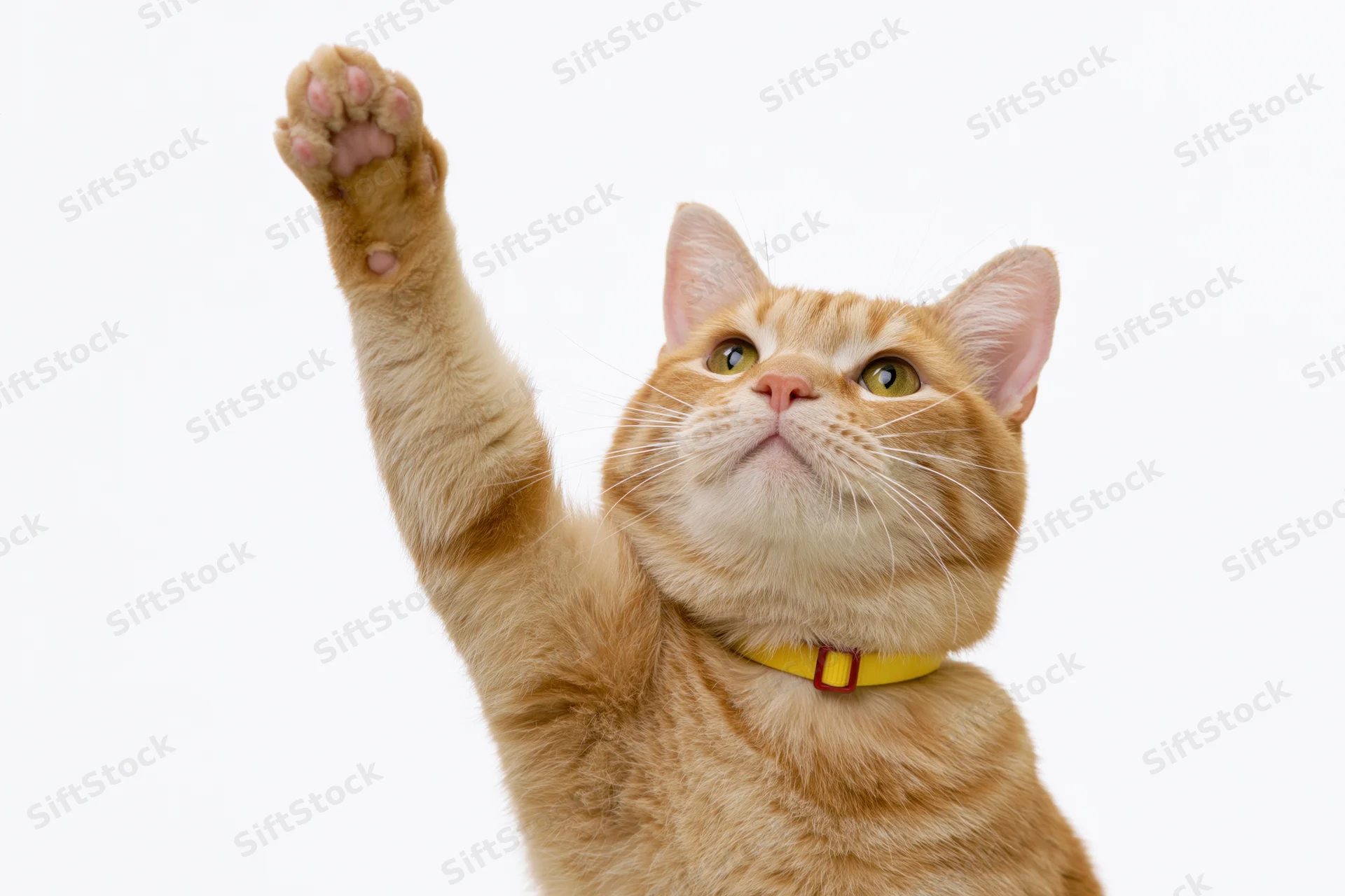 Orange tabby cat raising front paw upward while looking up against white background