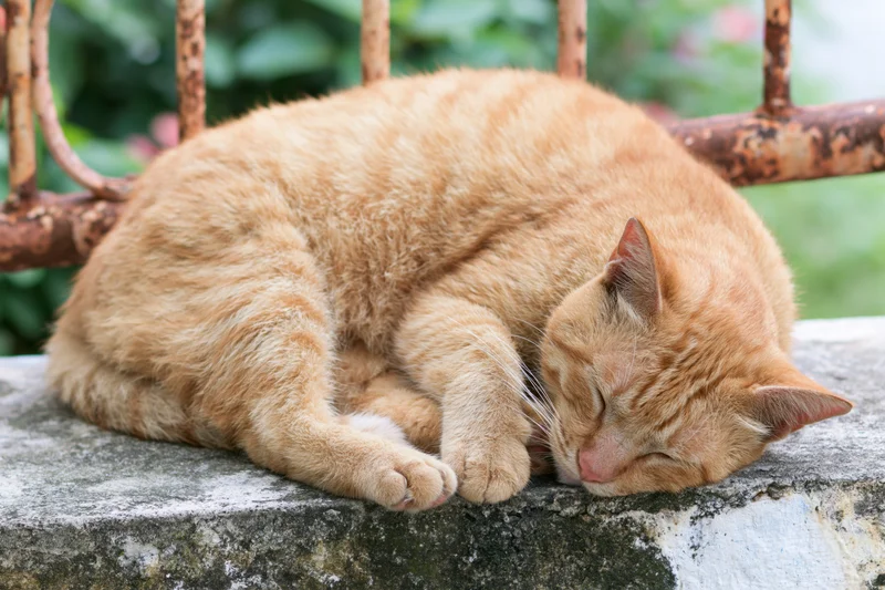Orange tabby cat sleeping curled up on a worn concrete ledge outdoors near a rusted metal railing with greenery in the background