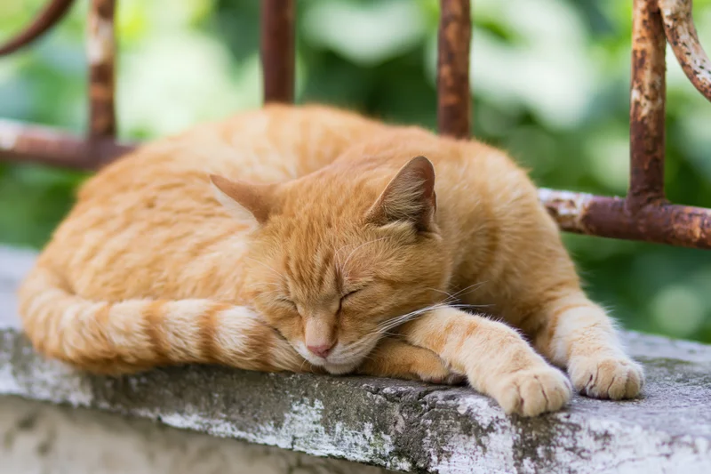 Orange tabby cat sleeping curled up on a worn concrete ledge outdoors near a rusted metal railing with green foliage in the background