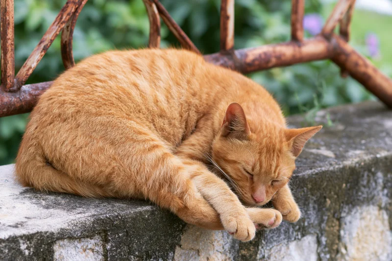 Orange tabby cat sleeping curled up on a worn concrete ledge with metal railing behind it