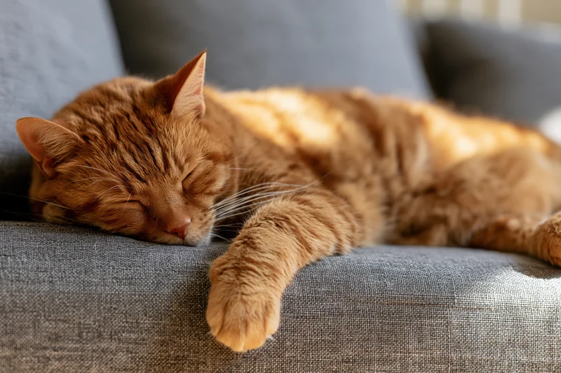 Orange tabby cat sleeping on grey fabric sofa with paw extended