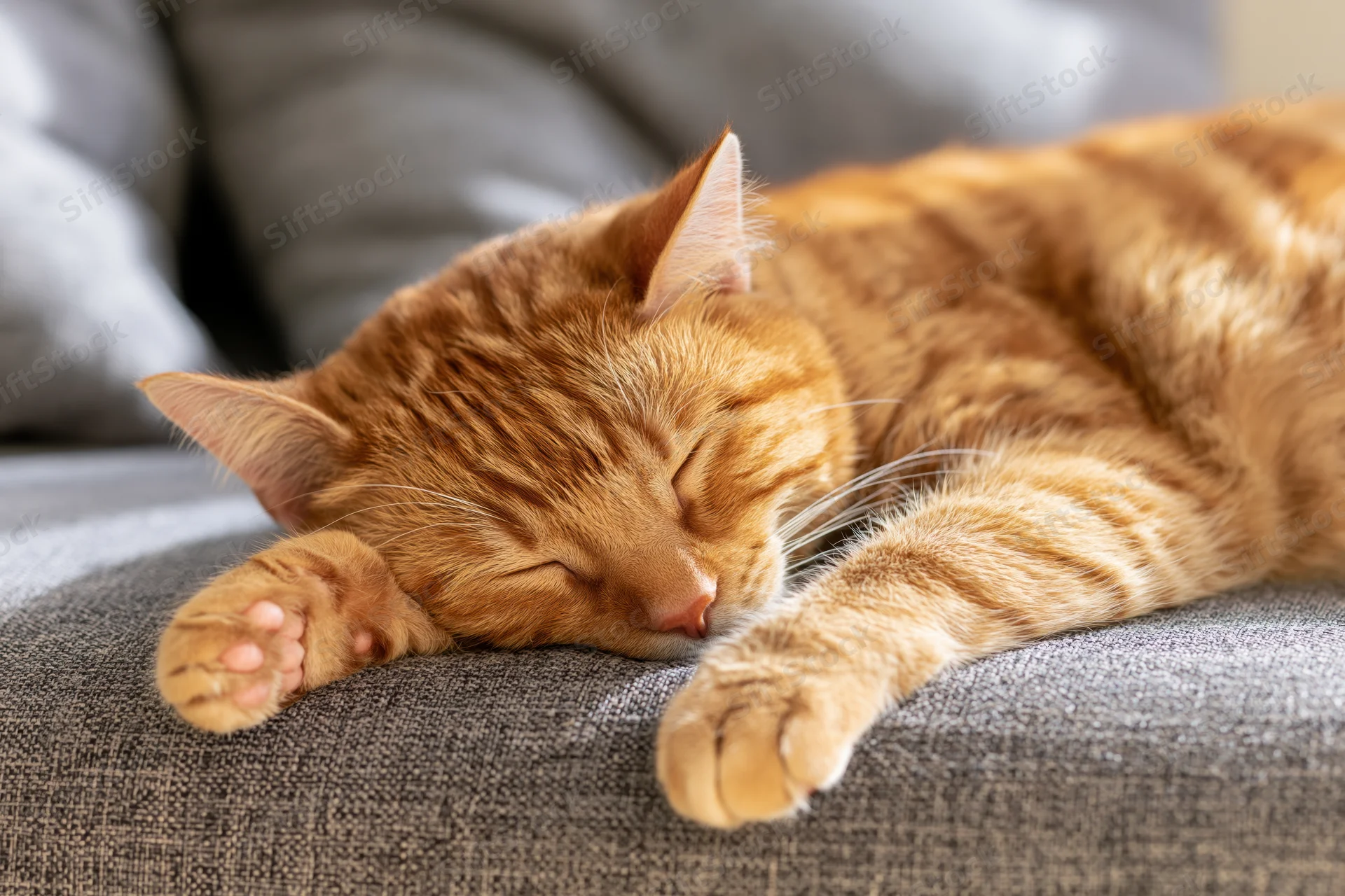 Orange tabby cat sleeping on grey fabric sofa with paws extended