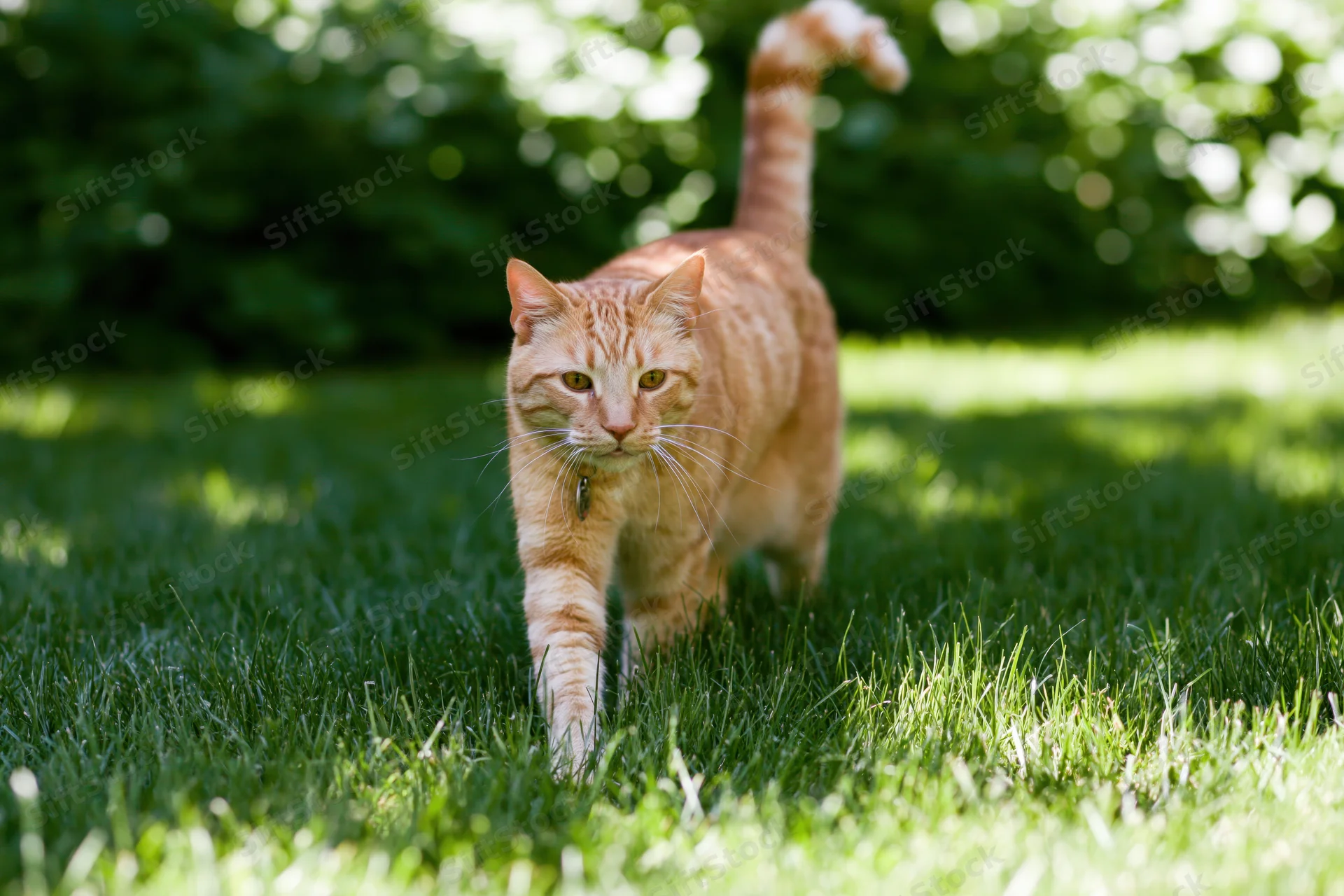Orange tabby cat walking through green grass in a sunlit garden