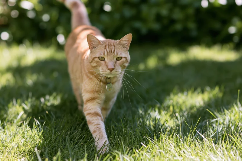 Orange tabby cat walking through green grass toward camera in garden setting
