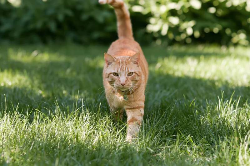 Orange tabby cat walking through tall green grass toward the camera in a sunlit garden