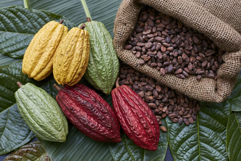 Ripe cacao pods in yellow, green and red arranged on large leaves beside a burlap sack of cocoa beans