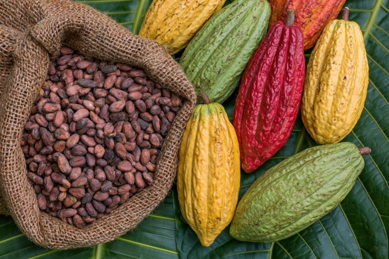 Ripe cacao pods and beans arranged on large green leaves with a burlap sack