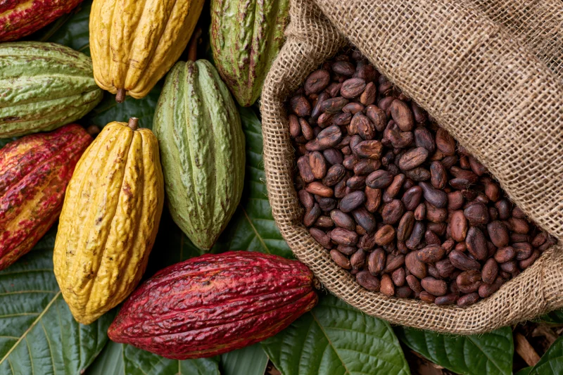 Ripe cacao pods in yellow, green and red arranged on large leaves beside a burlap sack filled with cocoa beans