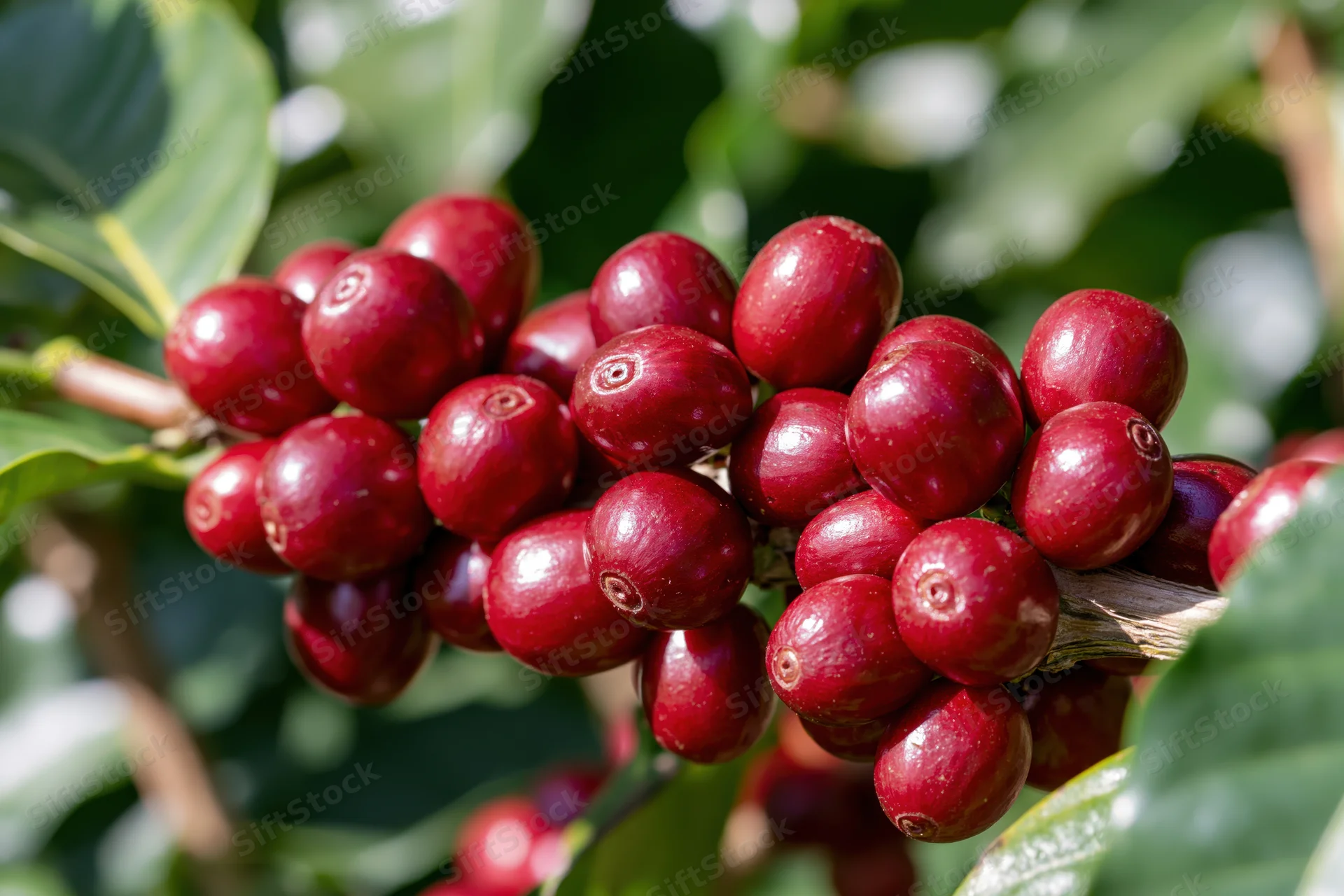 Ripe red coffee cherries clustered densely on a woody branch among green leaves in sunlight