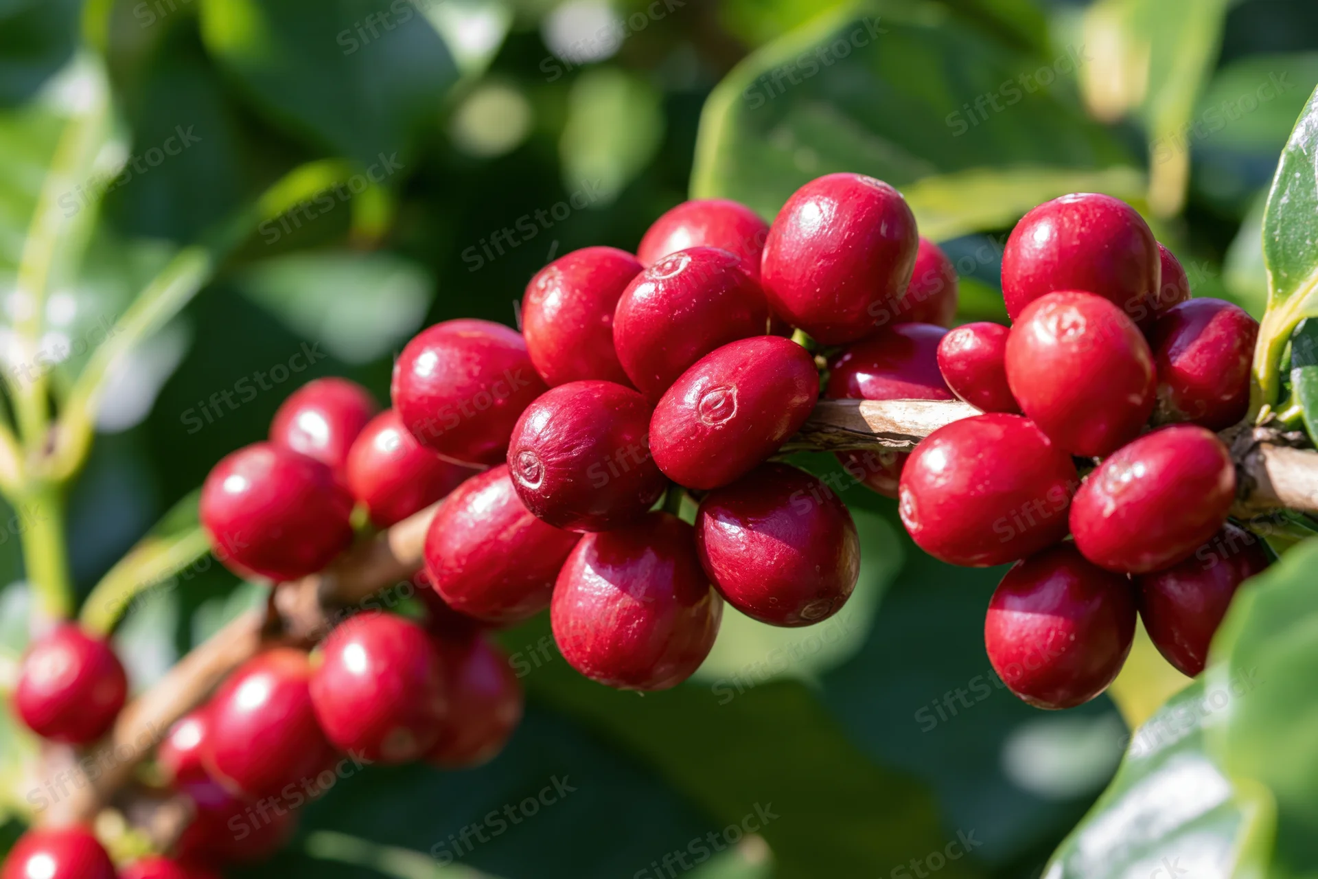Ripe red coffee cherries clustered densely on a woody branch among green leaves in sunlight