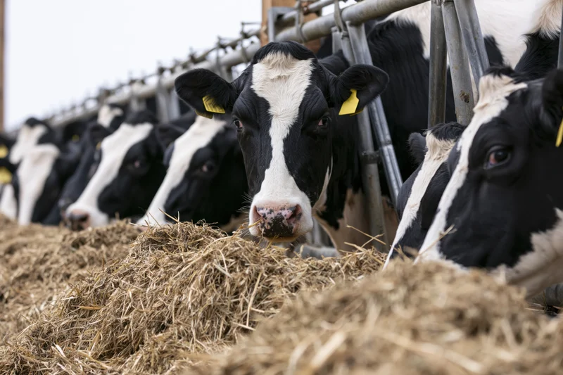 Row of holstein dairy cows feeding on hay through metal fence in barn