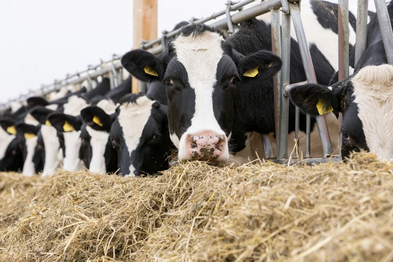 Row of holstein dairy cows feeding on hay through metal fence in barn