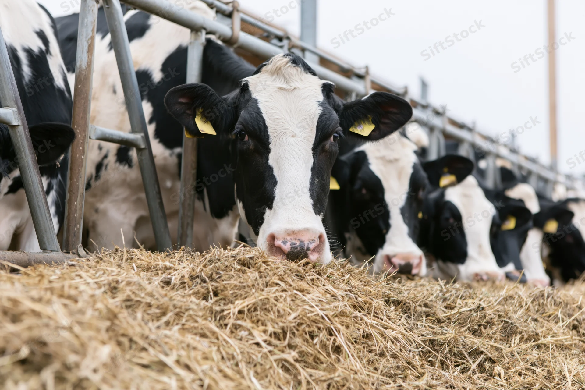Row of holstein dairy cows with heads through metal feed barrier eating hay in barn