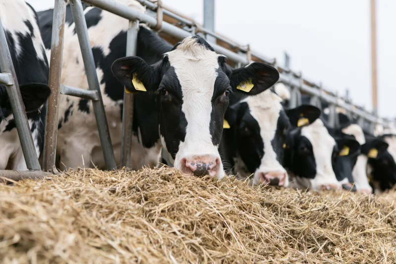Row of holstein dairy cows with heads through metal feed barrier eating hay in barn