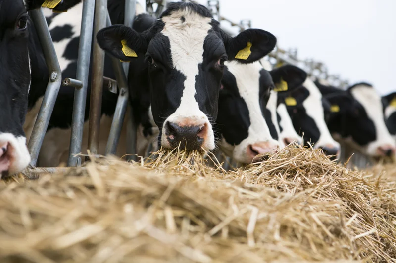 Row of holstein dairy cows feeding on hay through metal feed barrier