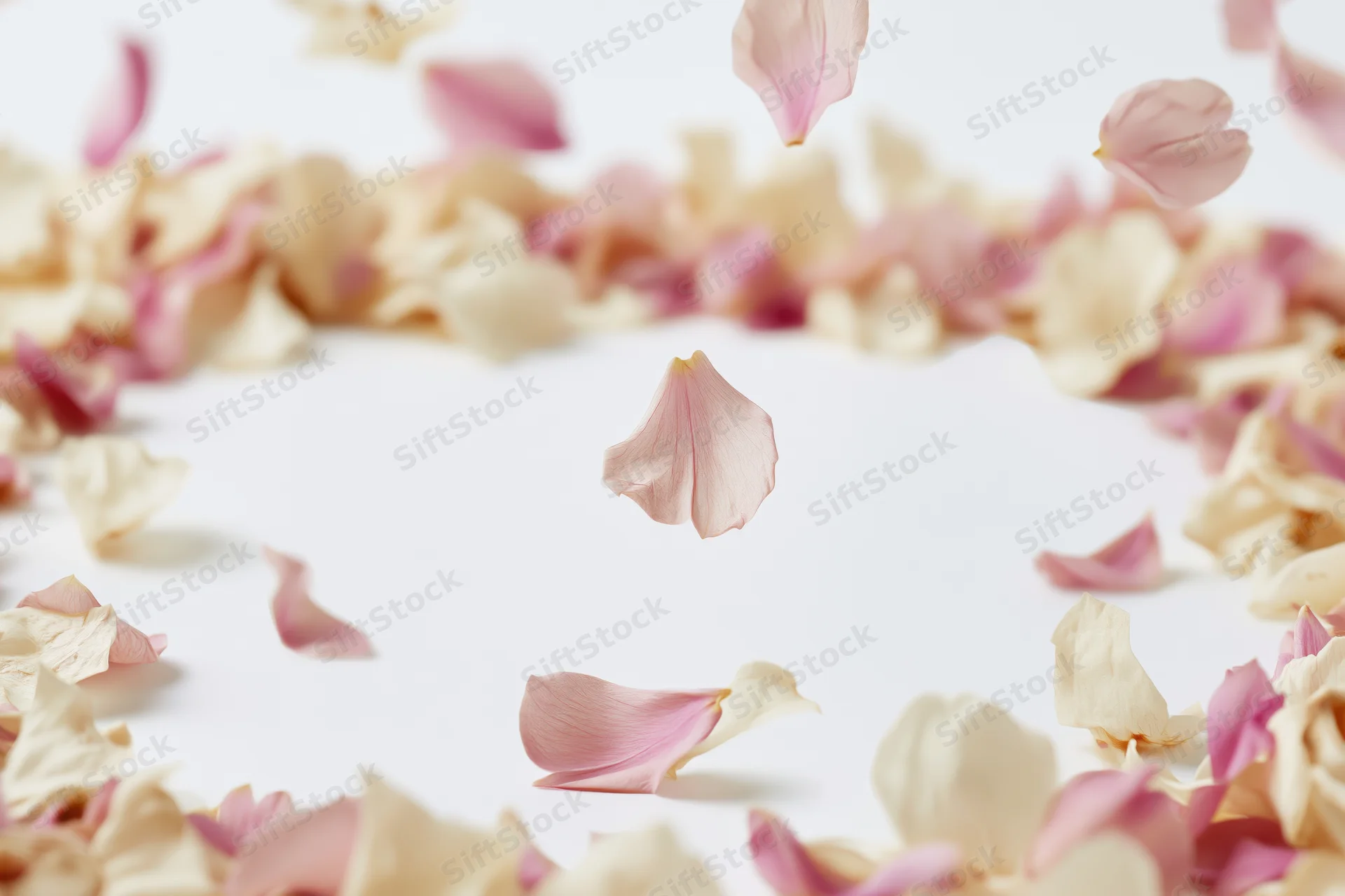 Pink and cream flower petals falling and floating on white background with copyspace