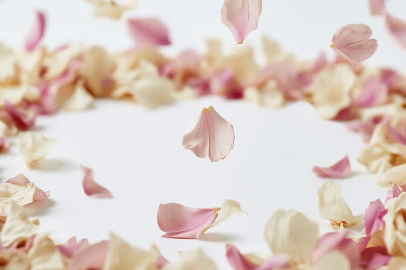 Pink and cream flower petals falling and floating on white background with copyspace
