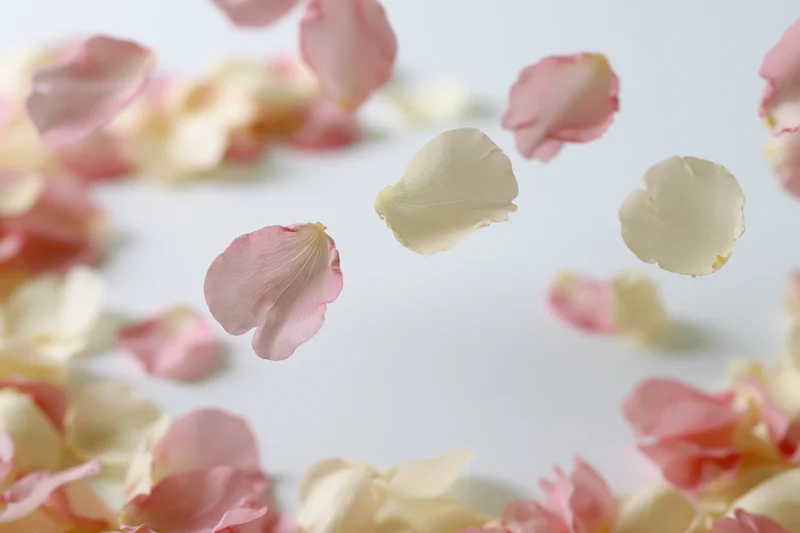 Pink and cream rose petals falling and floating in midair against a white background