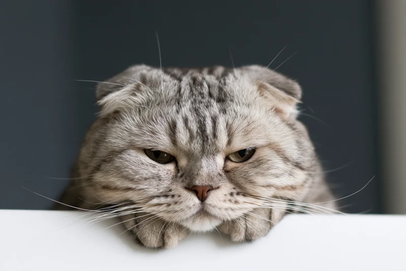 Scottish fold cat resting its paws over the edge of a white surface indoors