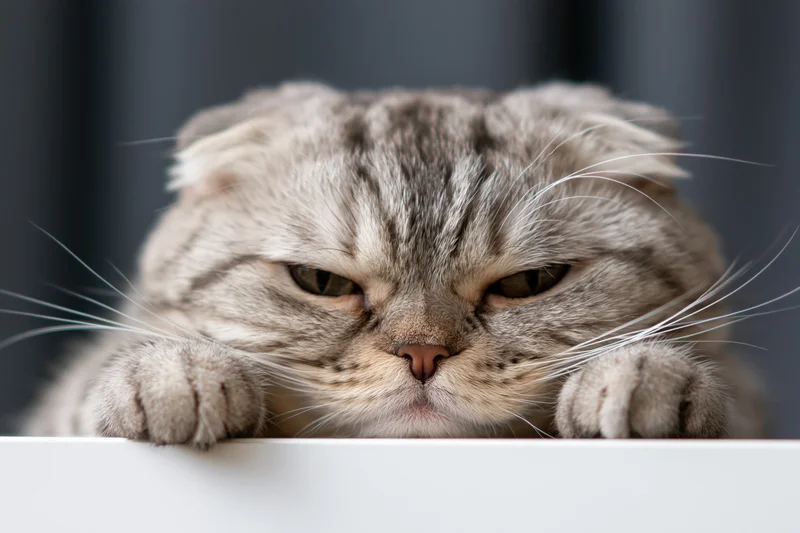 Scottish fold cat resting its paws over the edge of a white surface
