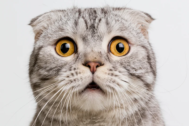 Scottish fold cat with wide yellow eyes staring directly at camera against white background