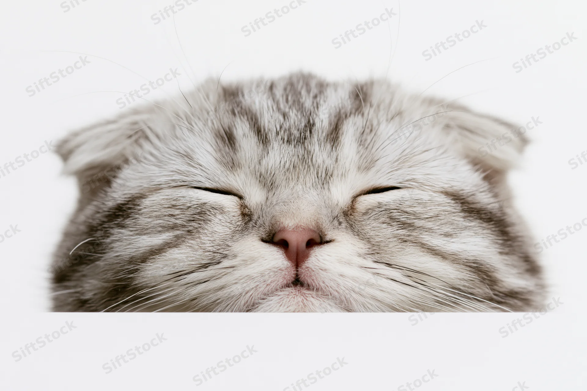 Scottish fold kitten peeking up from bottom edge of frame with closed eyes and fluffy fur