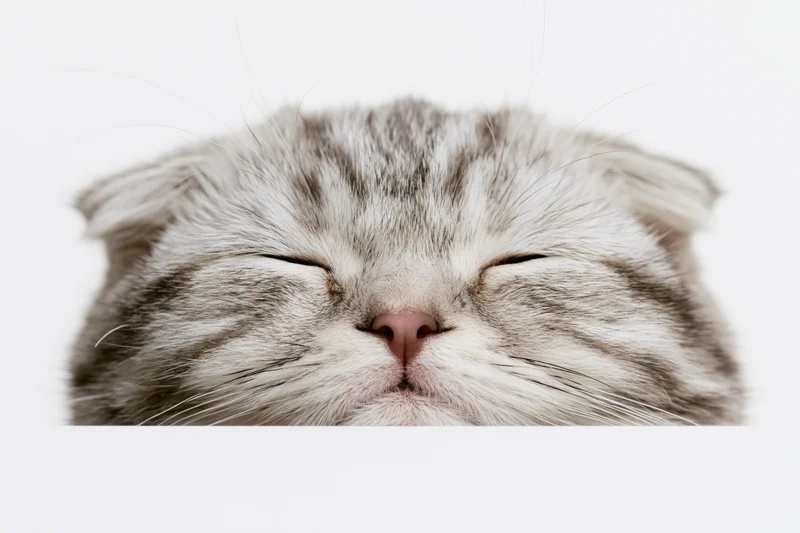 Scottish fold kitten peeking up from bottom edge of frame with closed eyes and fluffy fur