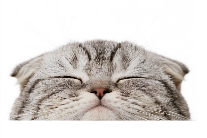 Scottish fold kitten with closed eyes peeking up from bottom edge of frame