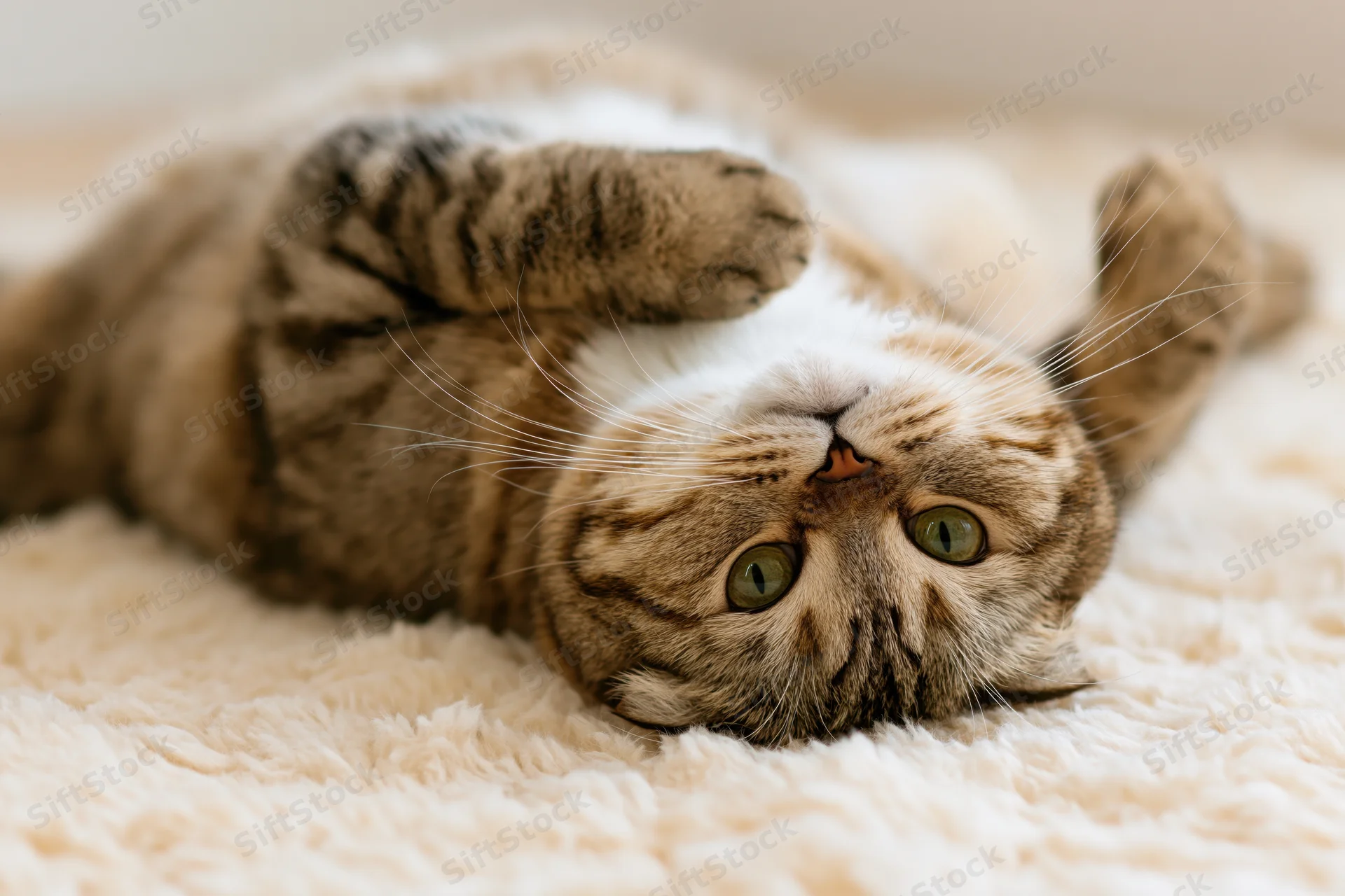 Scottish fold tabby cat lying on its back on a fluffy white rug