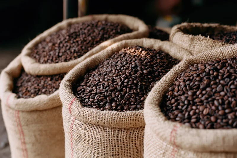 Open burlap sacks filled with roasted coffee beans arranged in a row