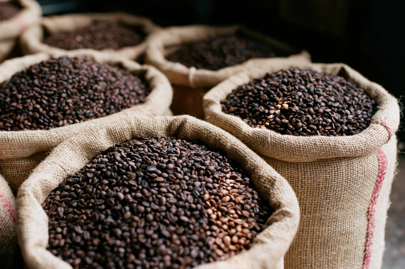 Roasted coffee beans in open burlap sacks arranged in rows