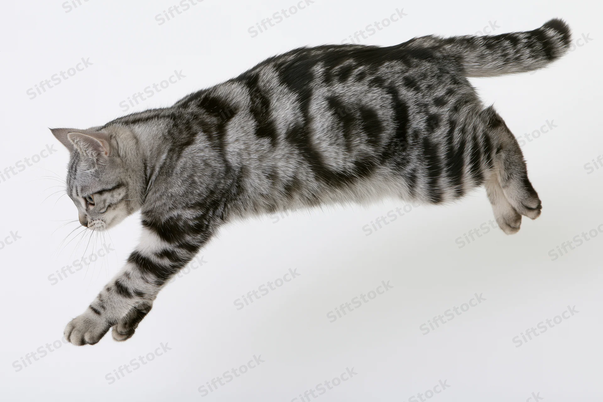 Silver tabby cat mid-leap body fully extended in diagonal motion against white background