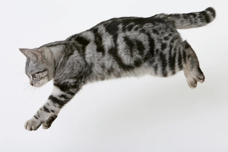 Silver tabby cat mid-leap body fully extended in diagonal motion against white background